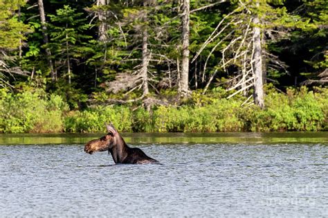 Moose swimming during golden hour Photograph by Dylan Brett | Fine Art ...