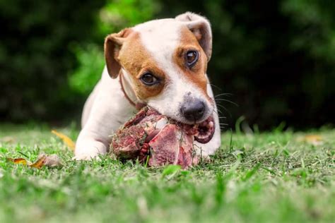 Can Dogs Eat Raw Meat? - Our Dog Breeds