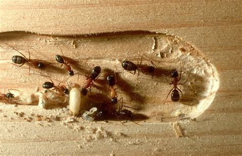 Carpenter ant identification, damage, and control