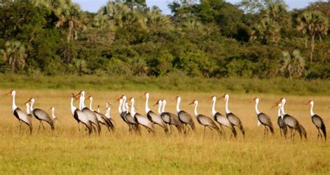 Restoring Wattled Crane Habitat on the Kafue flats | Fondation Segré