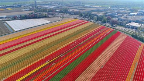 Cycling the tulip fields | Holland Bike Tours