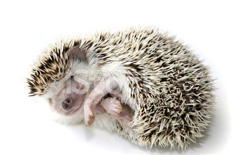 Hedgehog Sleeping Stock Photo | Royalty-Free | FreeImages