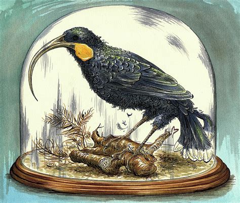 The Huia. New Zealand Extinct Bird by Foto Bureau Nz Limited