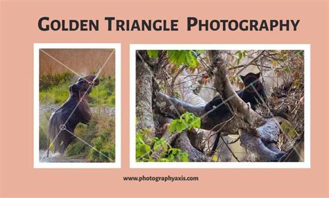 Golden Triangle Photography Composition- Complete Guide - PhotographyAxis