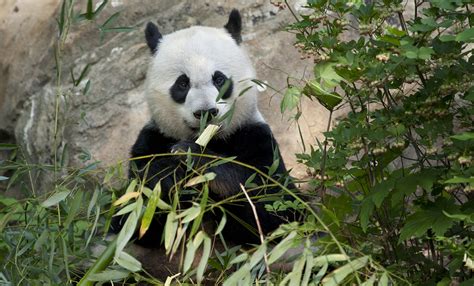 Giant panda | Smithsonian's National Zoo and Conservation Biology Institute