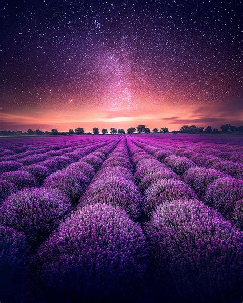 HD wallpaper: Lavender farm, Lavender fields, Starry sky, 4K ...