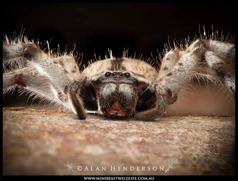 Giant Australian Huntsman Spider