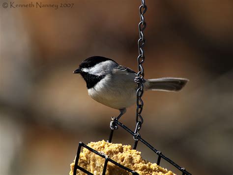 North-Central Texas Birds - Carolina Chickadee