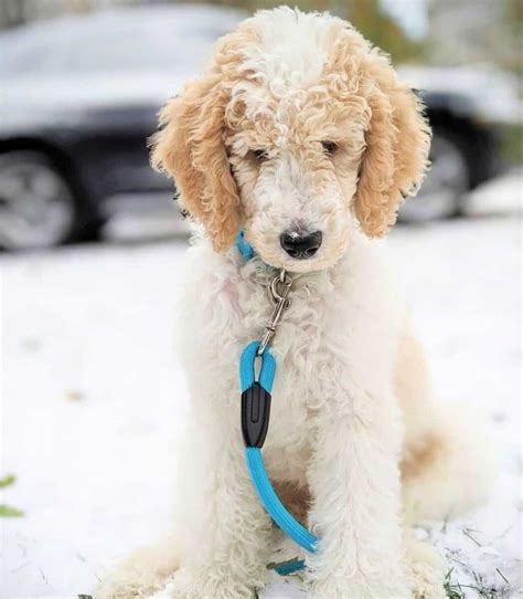 Parti Poodle: Breed Info, Traits, Genetics & Facts