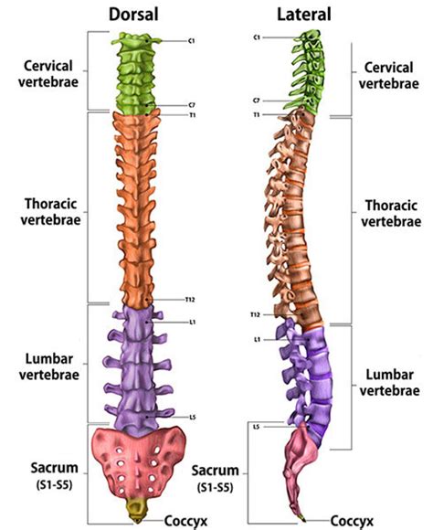 Lumbar and Cervical Spondylosis: Symptoms & Treatments | HSS