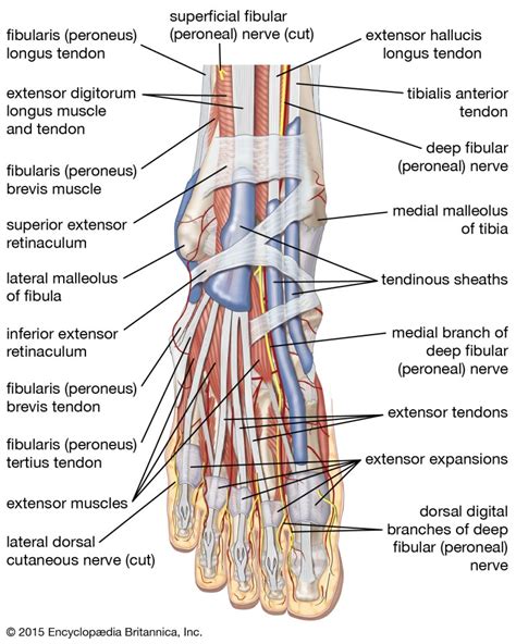 Foot Muscle - Origin, Insertion, Nerve Supply, Functions - Rxharun