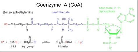 Coenzyme A Structure