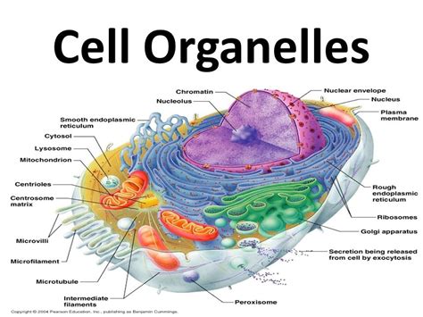 Chapter 3 - Cell Organelles Diagram | Quizlet