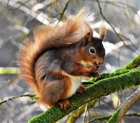 Andrew Robin photography.: Red squirrel.