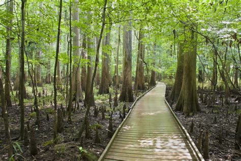 Congaree National Park | Drive The Nation