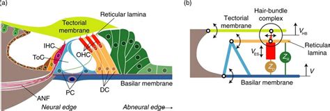 Micromechanics of the organ of Corti. (a) Two pillar cells form a stiff ...