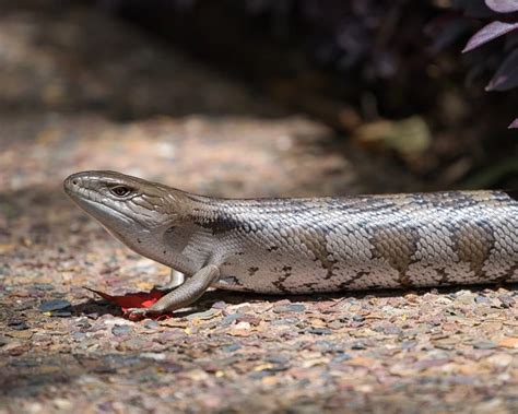 Eastern Blue-Tongued Lizard - Facts, Diet, Habitat & Pictures on ...