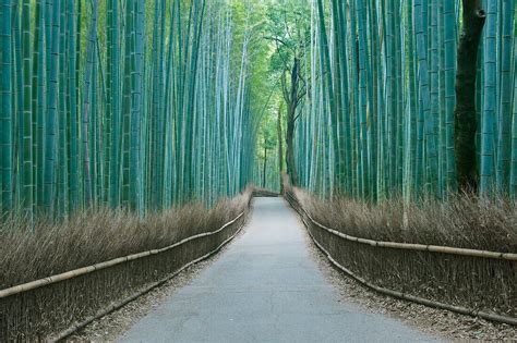 Japan, Kyoto, Arashiyama, Sagano, Bamboo … – License image – 70401243 ...