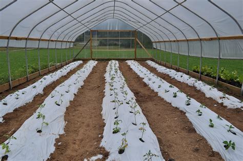 WVU Small Farm Center: High Tunnel and Drip Irrigation