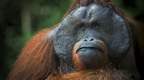 Orangutan UHD 4K Wallpaper | Pixelz