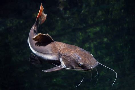 Redtail Catfish (Phractocephalus hemioliopterus) Information Sheet