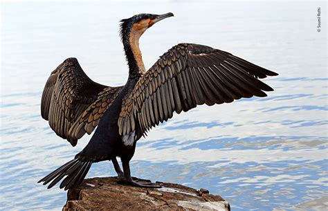 Great Cormorant Dry-off | Soumil Rathi | 10 Years and Under | Wildlife ...