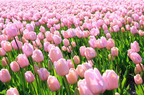 Pink tulips Free Photo Download | FreeImages