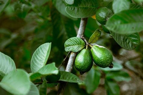 15 Guava Varieties (Most Common Varieties) - ChowTray