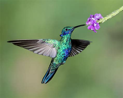 Images Gratuites : oiseau, aile, fleur, explorer, le bec, colibri ...