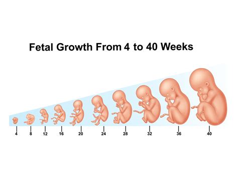 Fetal growth by Tigatelu on Dribbble