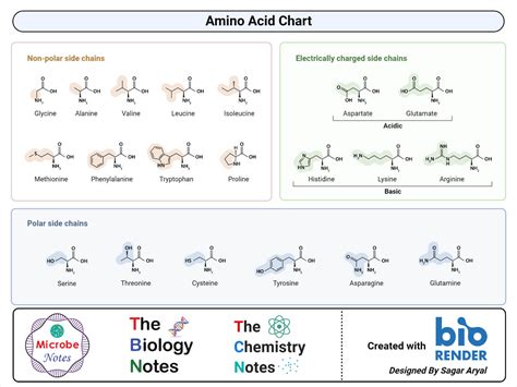 Proteins: Properties, Structure, Types, Functions