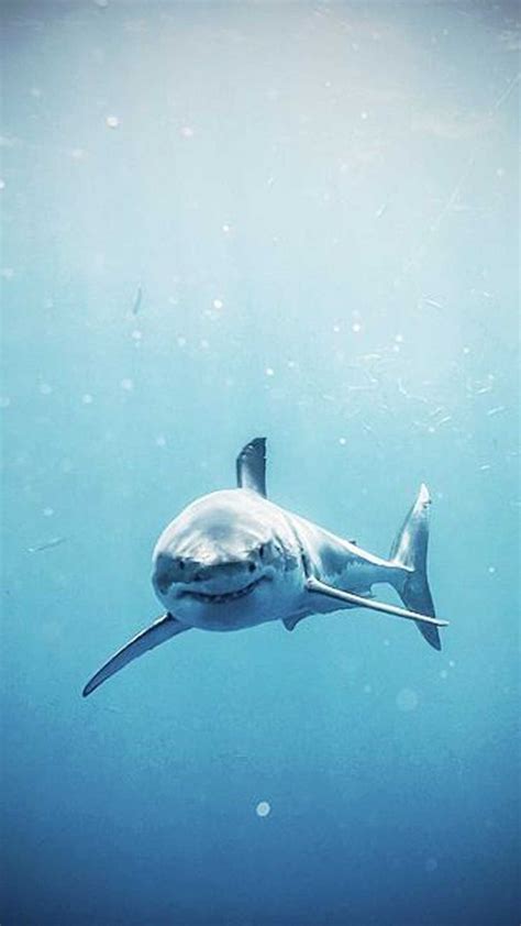 Shark Wallpaper | 1080p, Background, Desktop