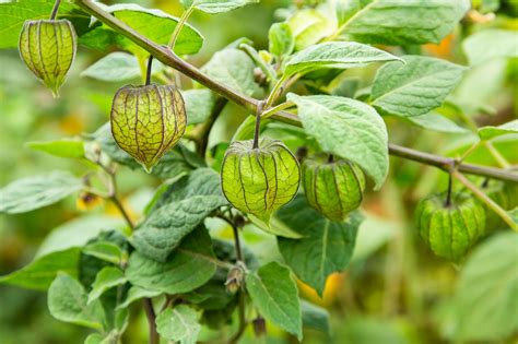 Cape Gooseberry Golden Berry 50 Seeds Edible