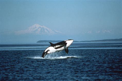 Killer Whale photos – A Complete Guide to Whales, Dolphins And Porpoises