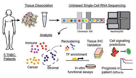 Single Cell Rna Sequencing Solid Tissue Dissociation