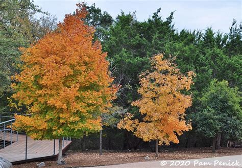 Bigtooth maples and more fall foliage at the Wildflower Center, part 2 ...