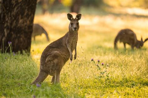 Canguros invaden ciudad de Australia en busca de alimento