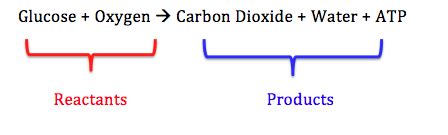 Write The Complete Balanced Equation For Cellular Respiration ...