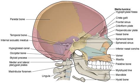 Sagittal Section Anatomy