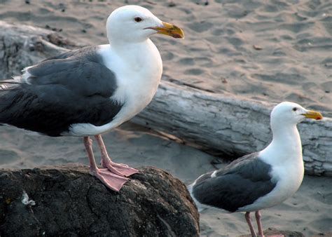 Seagulls at Seaside Beach, Seaside Washington by Amybesse on DeviantArt