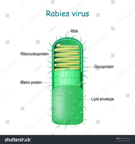 Rabies Virus Structure Anatomy Virion Rabies Stock Vector (Royalty Free ...