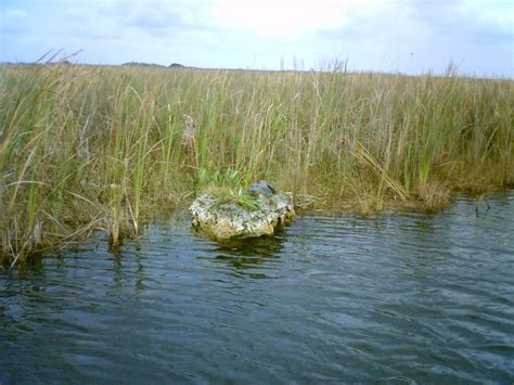 Lake Okeechobee Wildlife Pictures & Sightseeing