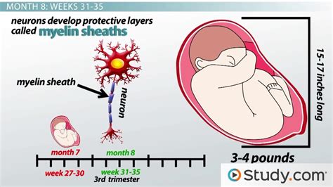 Third Trimester Fetal Development - Lesson | Study.com