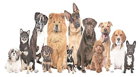 The family tree of dogs | Technology News - The Indian Express