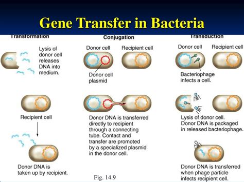 PPT - Chapter 14 The Prokaryotic Chromosome: Genetic Analysis in ...