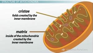 Mitochondrion Definition, Function & Examples - Lesson | Study.com