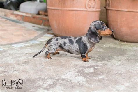 Dachshund Teacup | PETSIDI