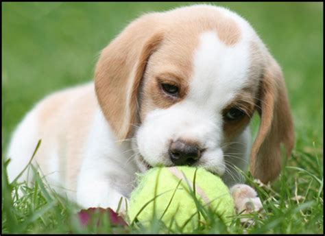 Lemon Beagle Puppy | Beagle puppy, Lemon beagle puppy, Cute beagles