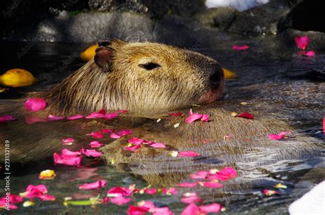 capybara in water Stock Photo | Adobe Stock