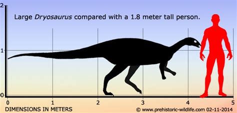 Dryosaurus Pictures & Facts - The Dinosaur Database